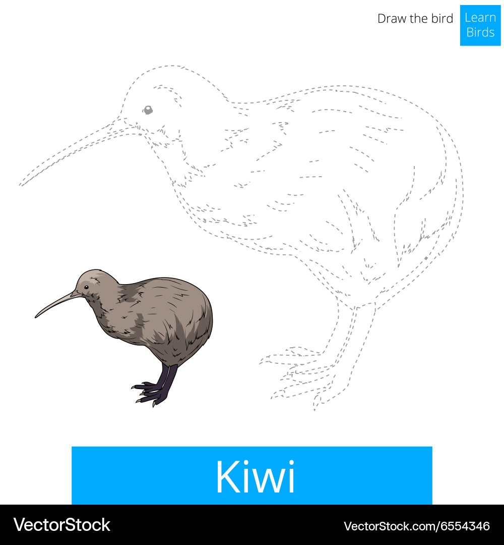 Kiwi bird learn to draw vector image