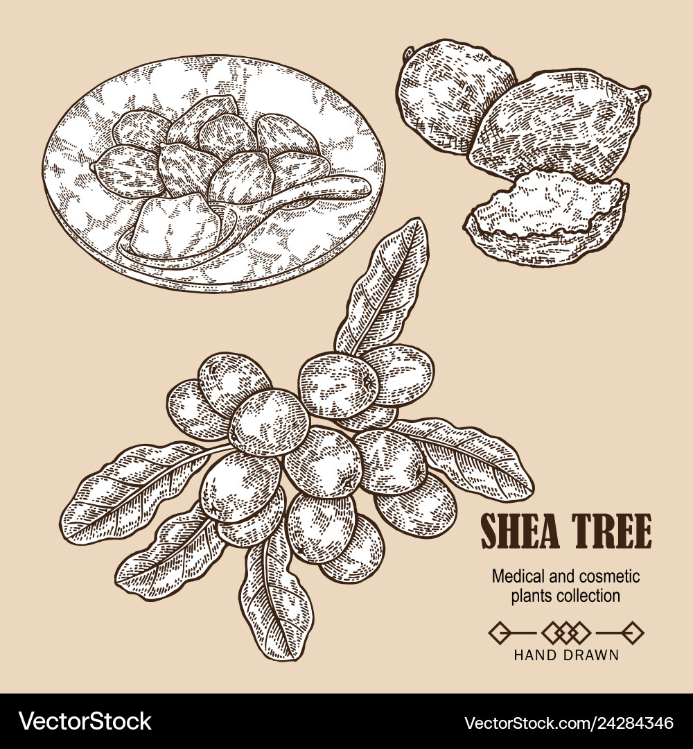 Shea tree branch nuts and butter in sketch Vector Image