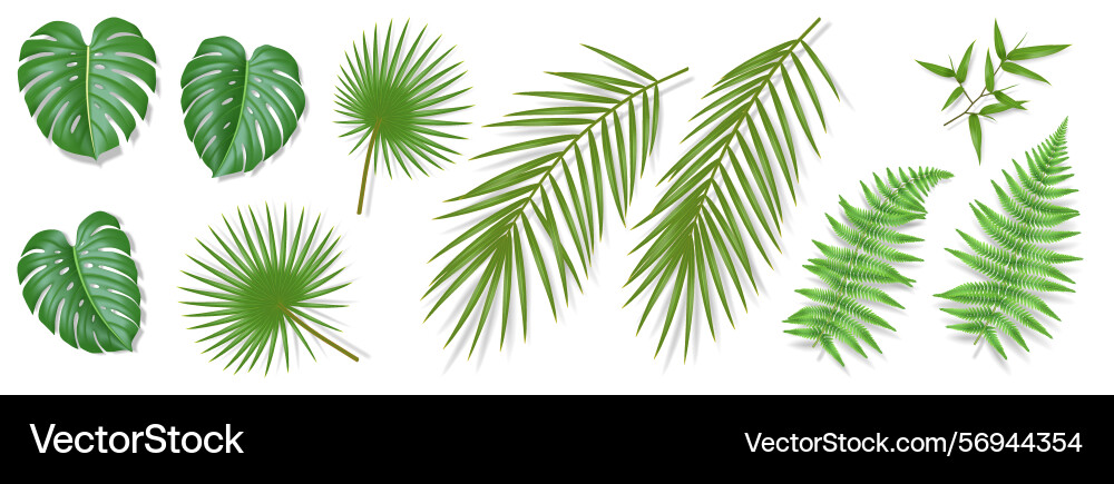 Collection of various green tropical leaves Vector Image