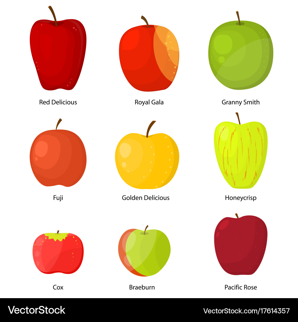 Apples different varieties with a description set Vector Image