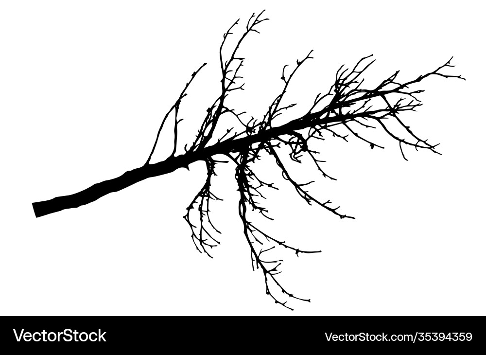 Bare branch chestnut tree silhouette Bare branch chestnut tree silhouette vector image