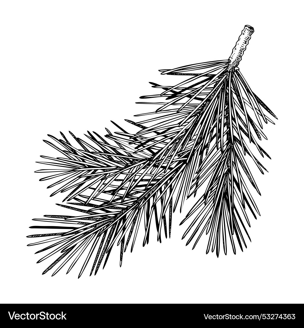 Pinskizze Nadelbaum Zeichnung Winter Pinskizze Nadelbaum Zeichnung Winter vektorbild