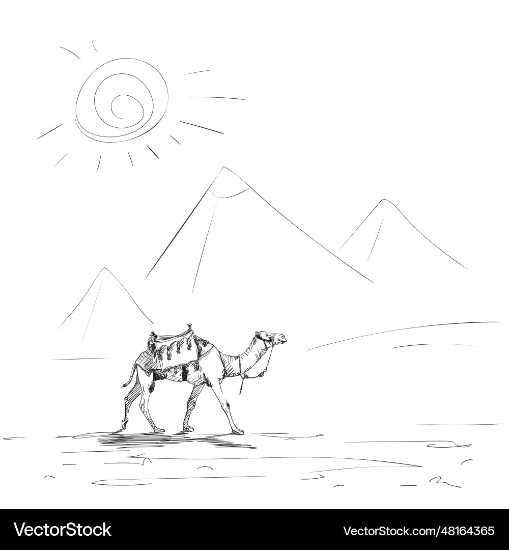 Sketch of one camels walking in front pyramids Sketch of one camels walking in front pyramids vector image