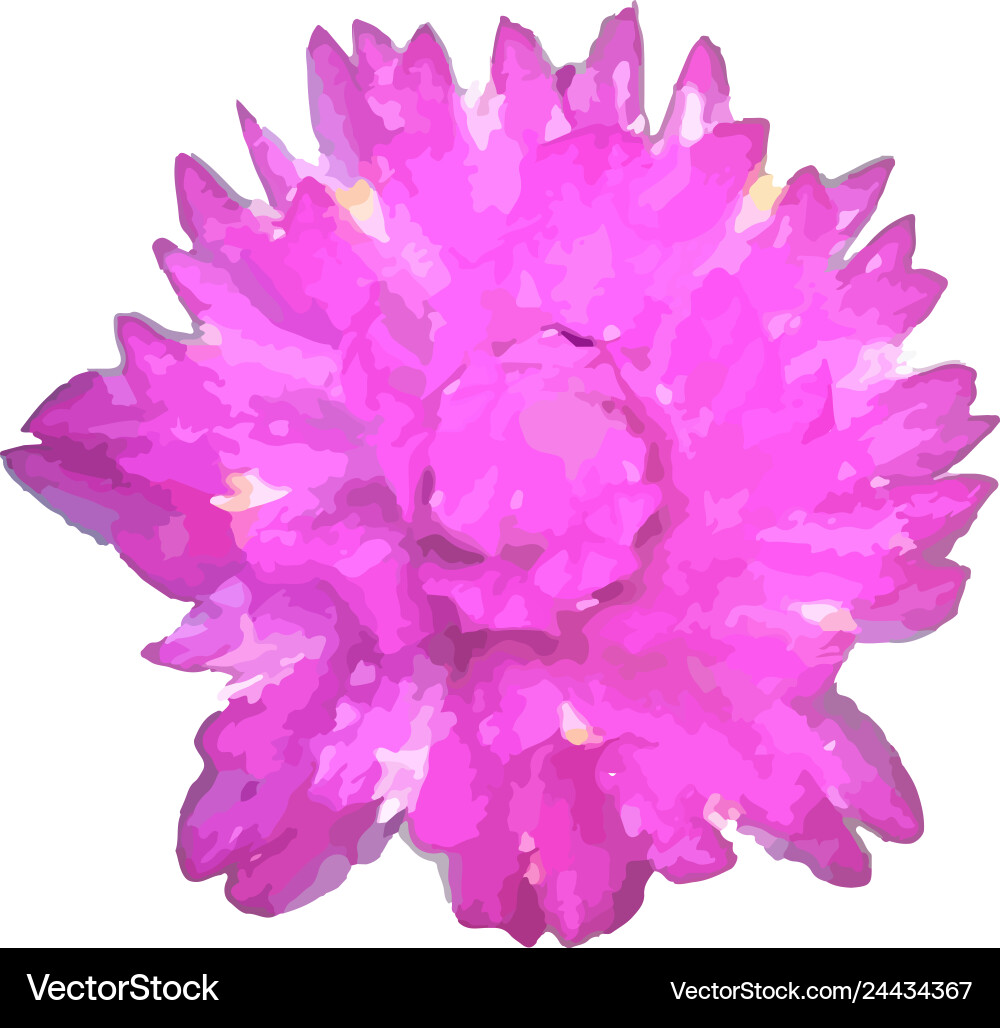 Globe amaranth on a plain white background vector image