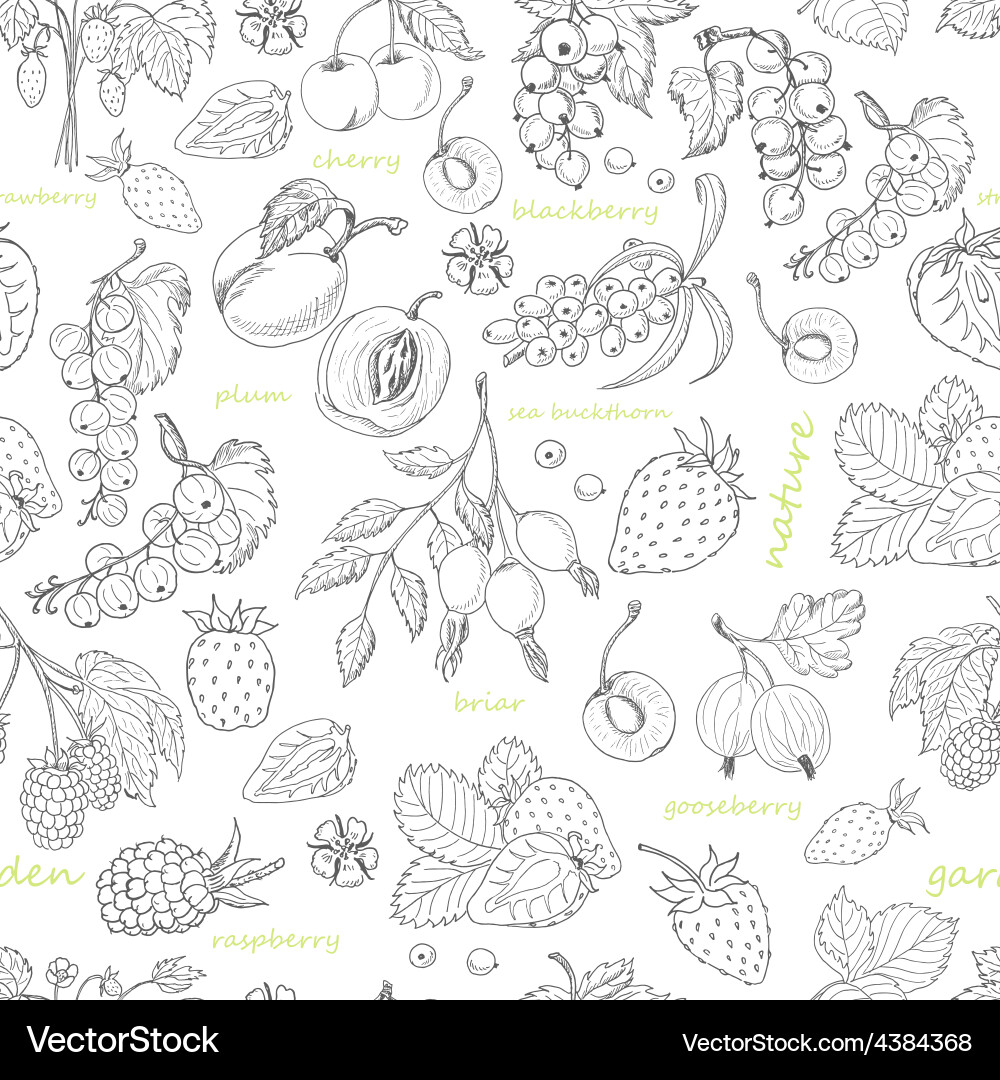 Seamless pattern with berries on a white vector image