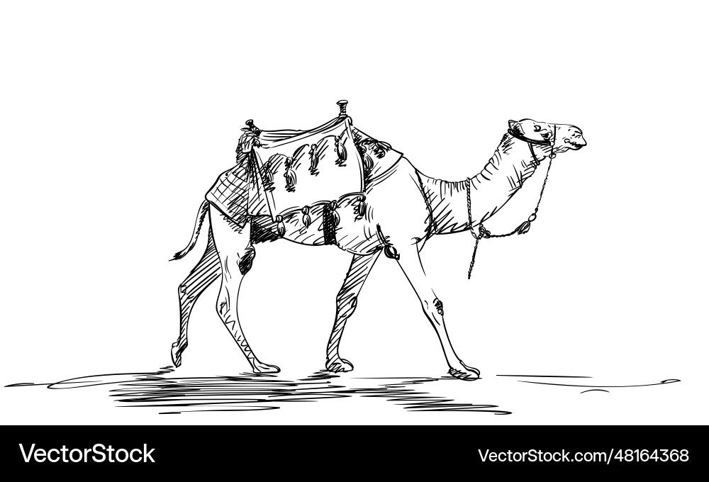 Sketch of walking camel with a saddle on hump Sketch of walking camel with a saddle on hump vector image