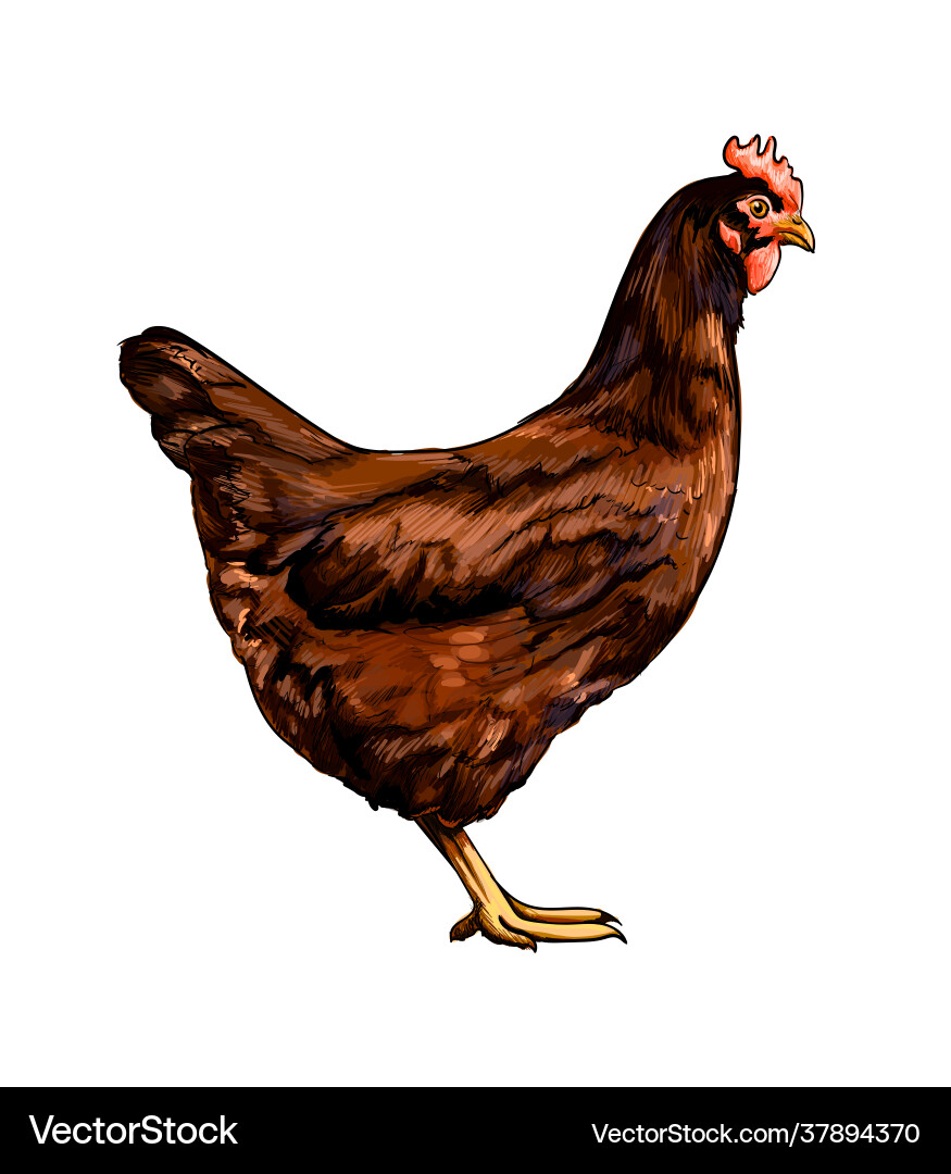 Brown hen chicken from a splash watercolor Brown hen chicken from a splash watercolor vector image