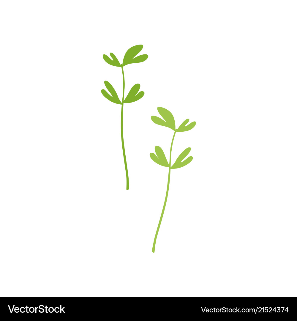 Fresh green fenugreek leaf vegetarian healthy Fresh green fenugreek leaf vegetarian healthy vector image