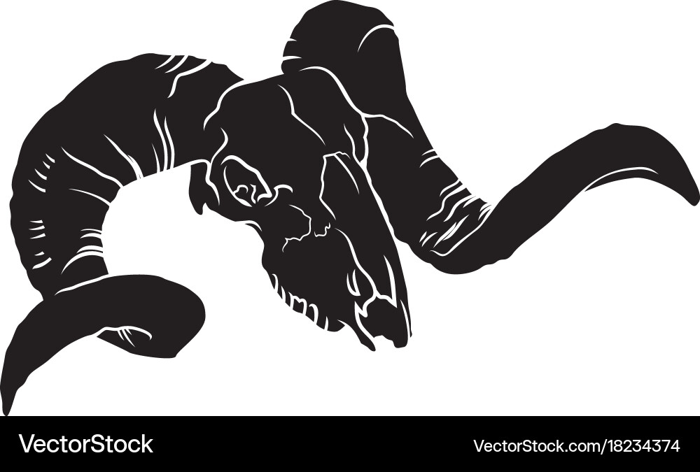 Sheep Skull - Anatomical vector image