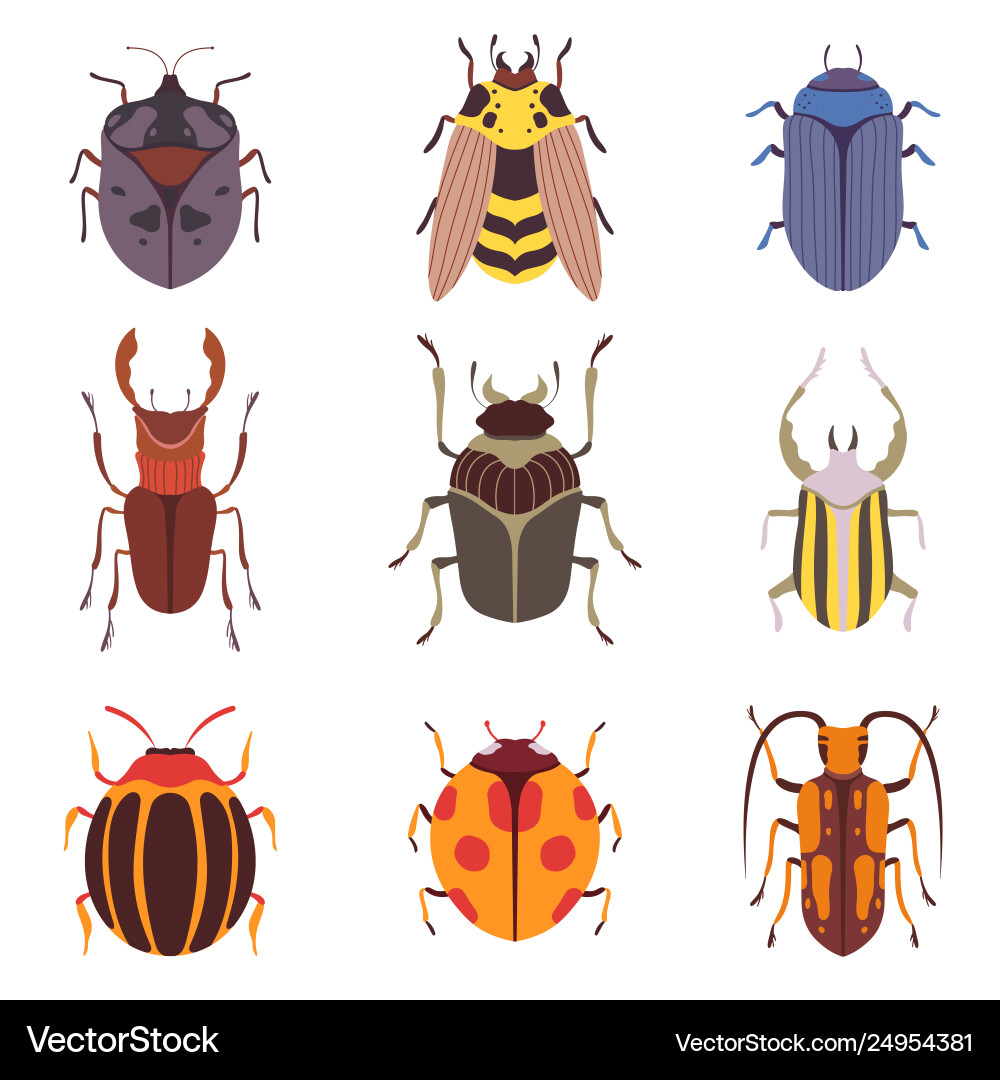 Collection various insects species bugs Collection various insects species bugs vector image