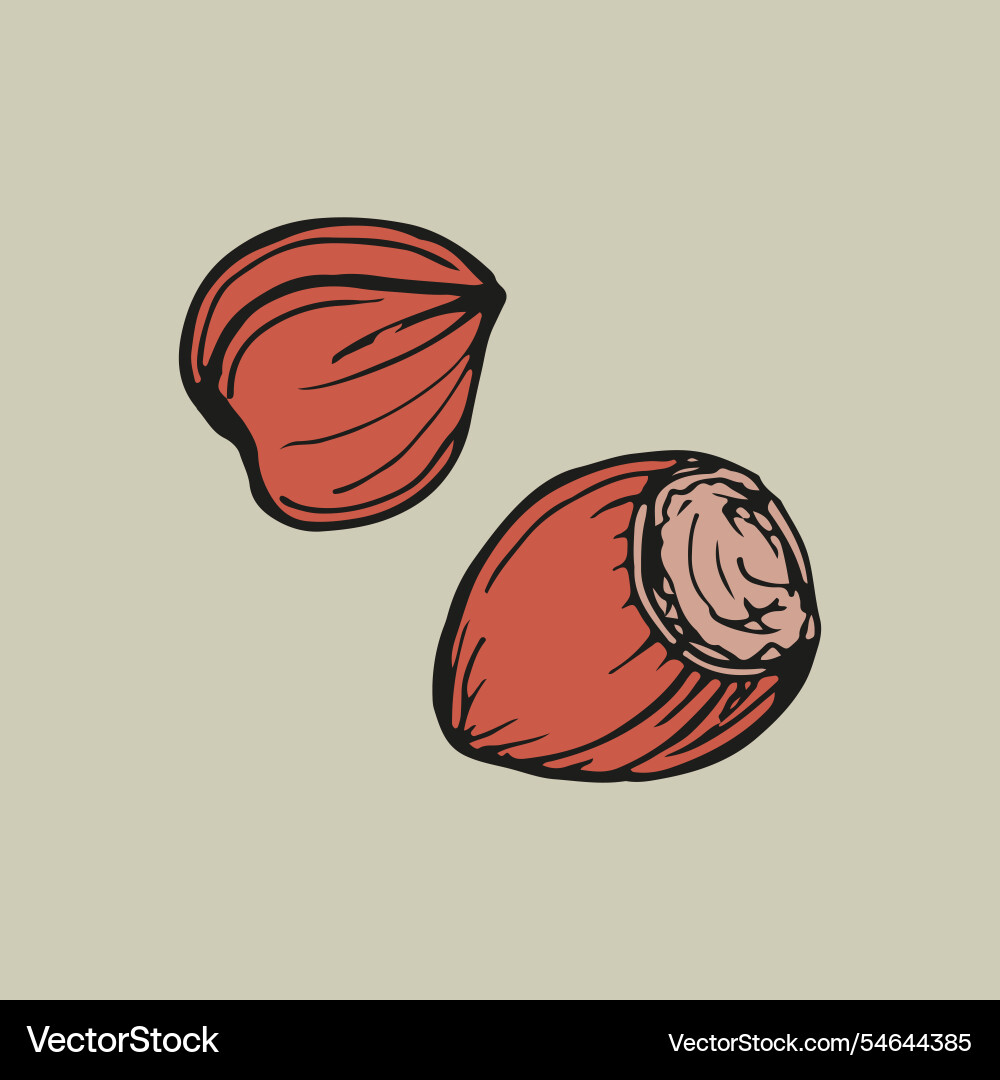 Hazelnut sketch outline in color simple doodle vector image