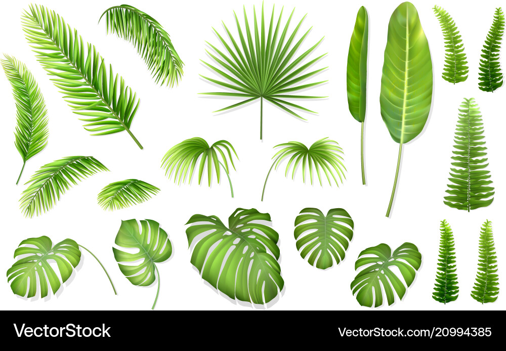 Tropical Leaf Set Vector Image