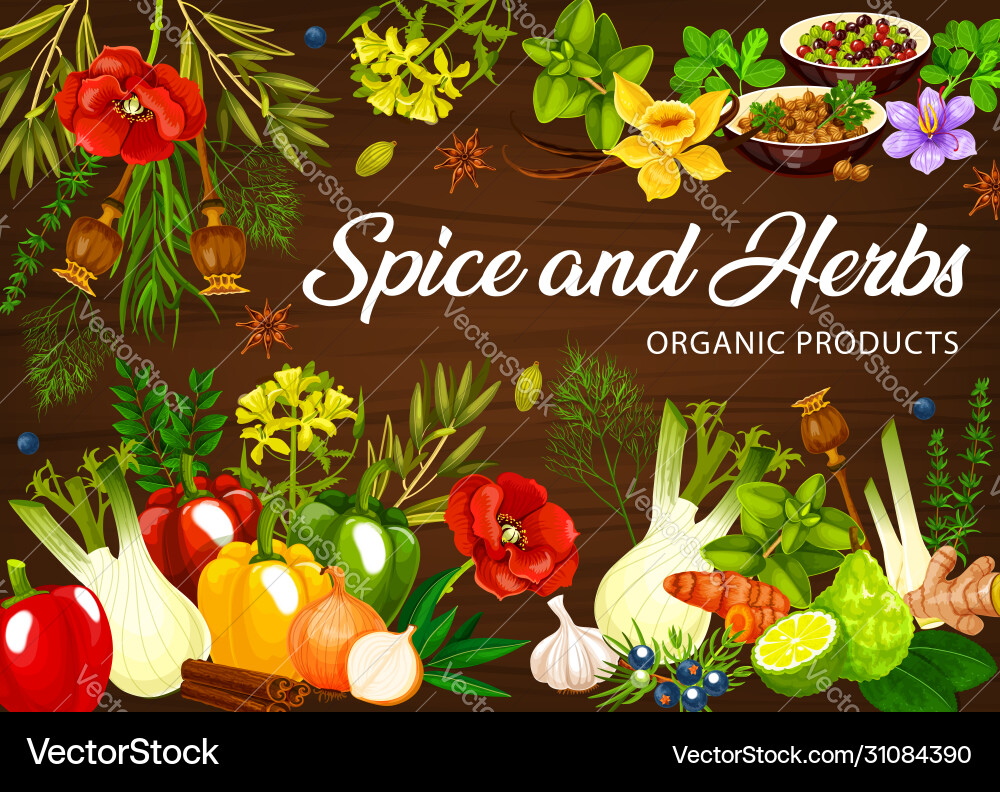 Spices and herb seasonings food cooking flavorings Spices and herb seasonings food cooking flavorings vector image