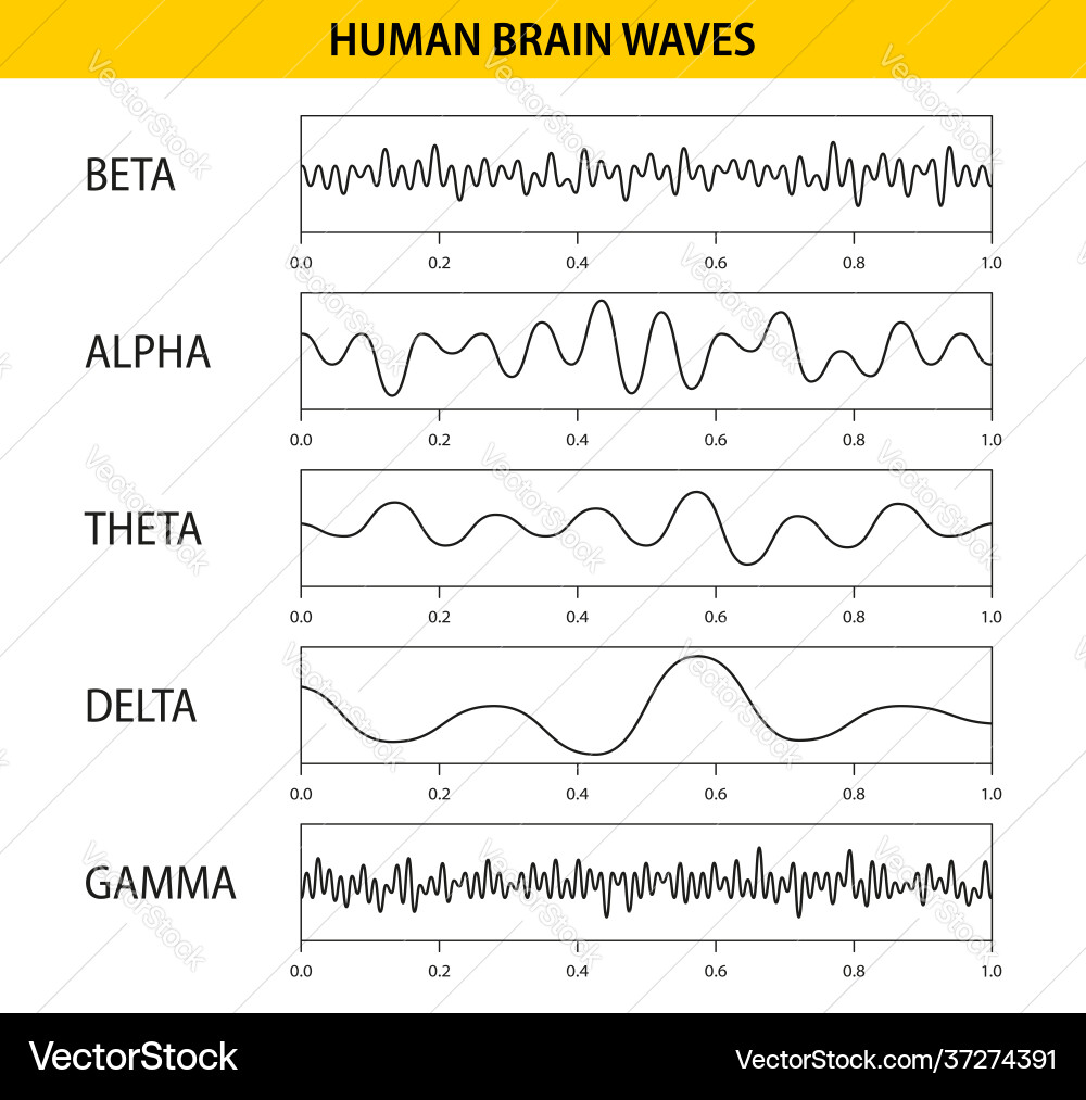 Beta alpha theta delta gamma brain waves set vector image