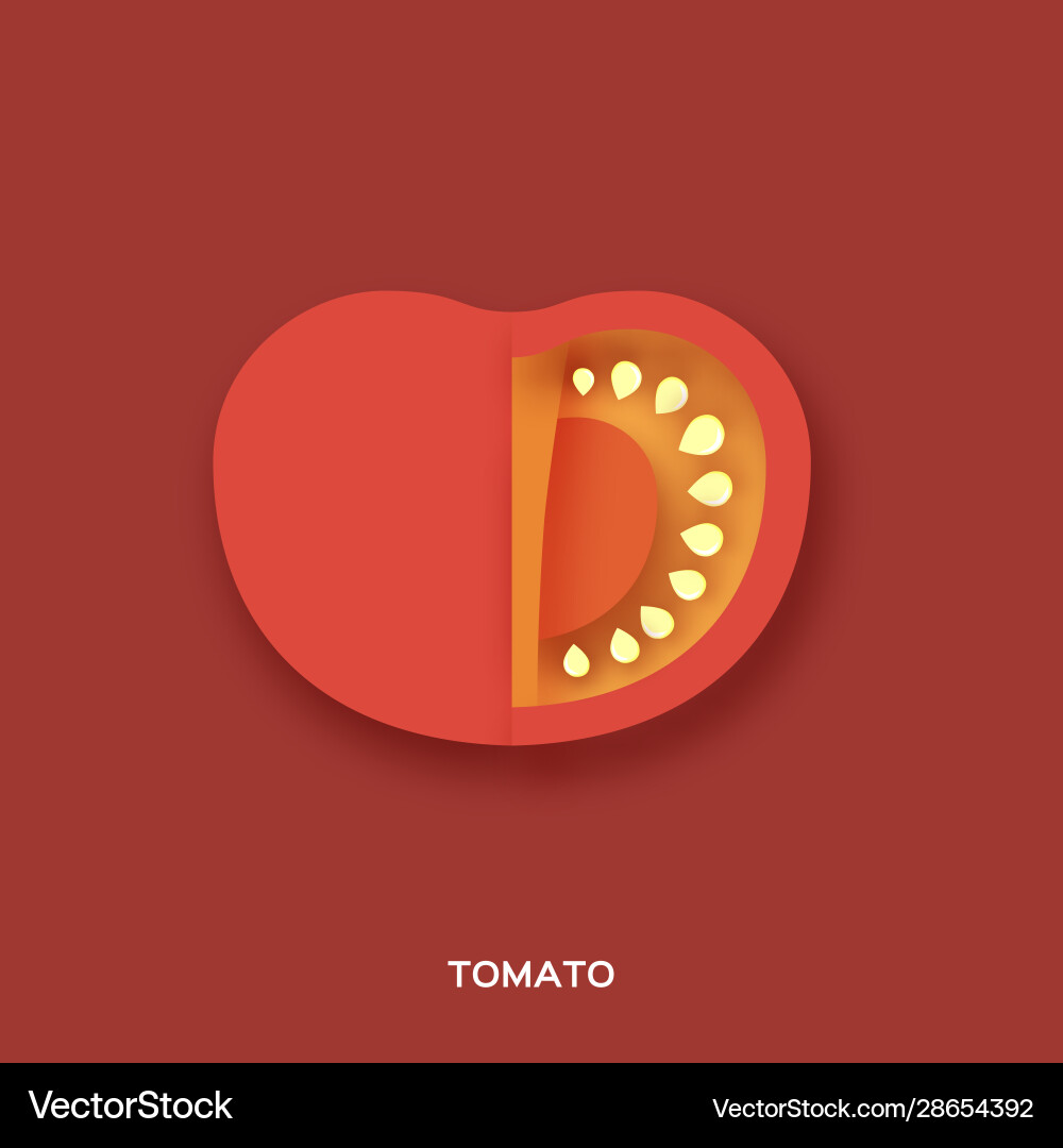 Tomato red slice on background front view Tomato red slice on background front view Vector Image