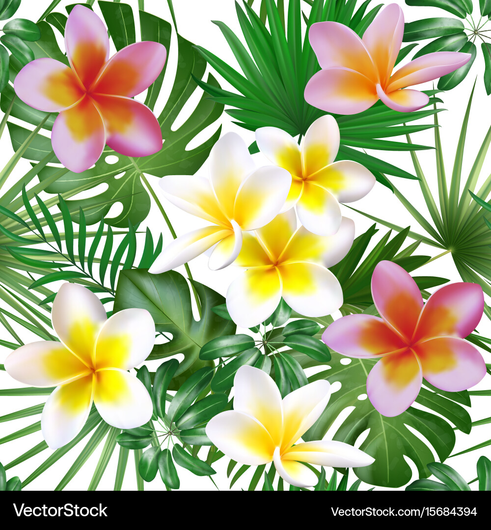 Tropical Plumeria Floral Pattern Vector Image
