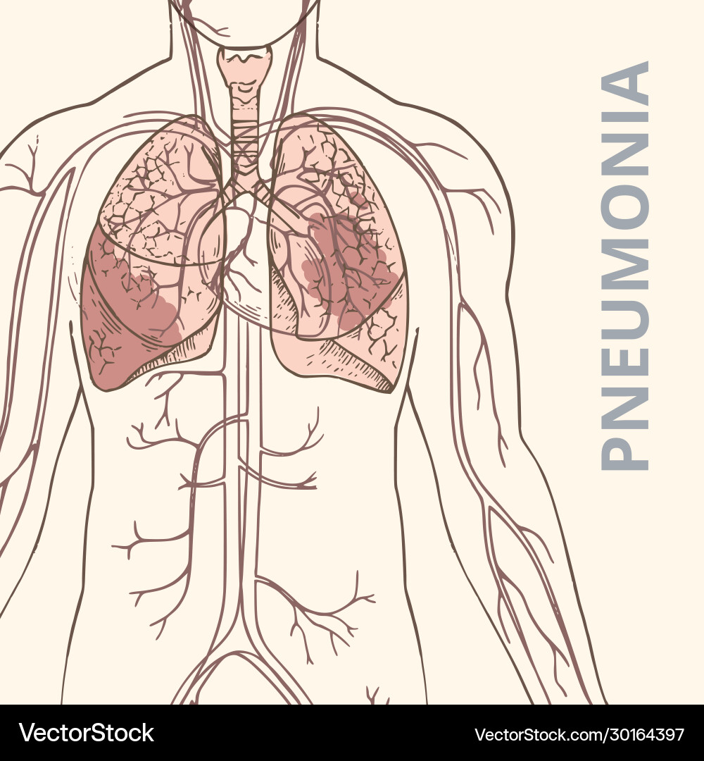 A schematic human body A schematic human body vector image