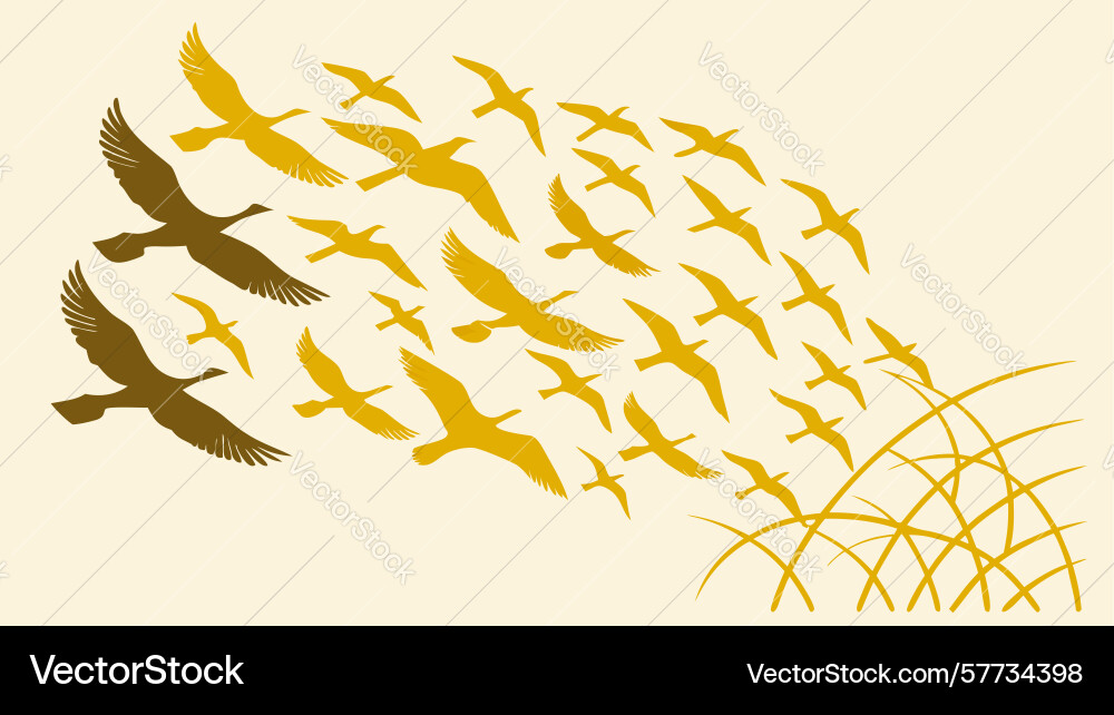 Flock of birds soaring in unified flight Vector Image