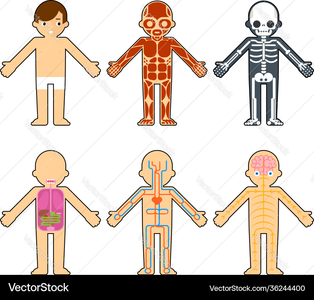 Body Anatomie für Kinder Body Anatomie für Kinder vektorbild