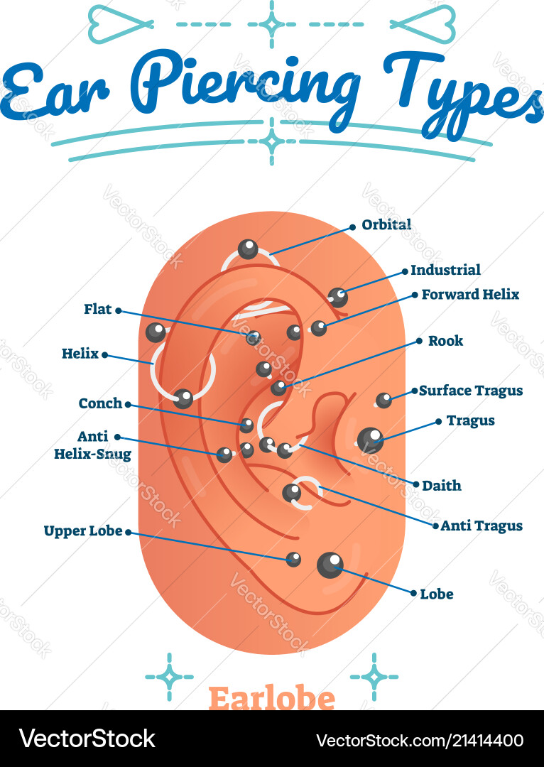 Types of ear piercing beauty and fashion diagram Types of ear piercing beauty and fashion diagram vector image