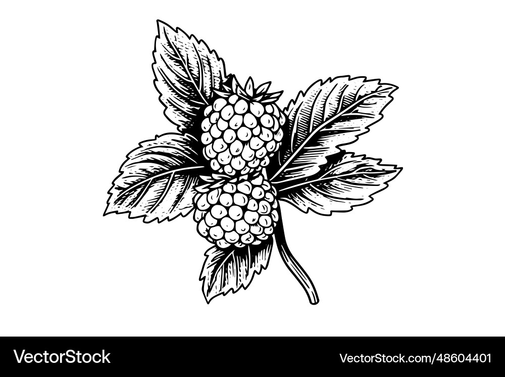Raspberry branch hand drawing ink sketch Raspberry branch hand drawing ink sketch Vector Image