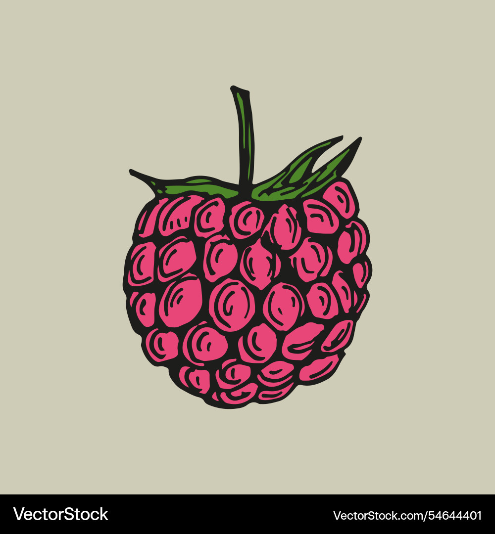 Raspberry sketch outline in color simple doodle Vector Image