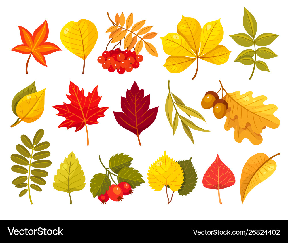 Autumn Leaf Collection Vector Image