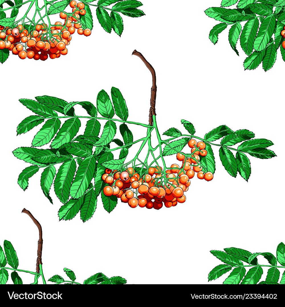 Hand drawn rowan tree seamless pattern isolated Hand drawn rowan tree seamless pattern isolated vector image