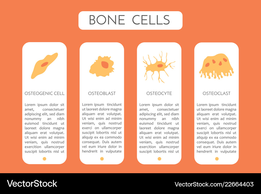 Bone cells type a scheme Bone cells type a scheme vector image