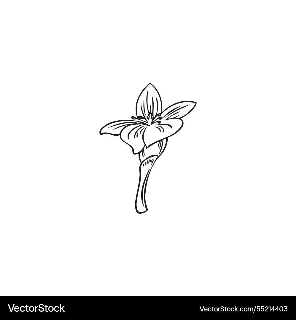 Monochrome sketch of bergamot flower on isolated Monochrome sketch of bergamot flower on isolated vector image