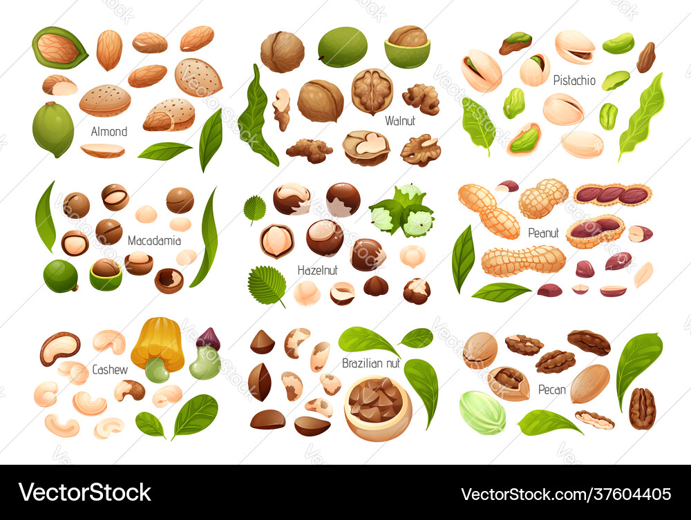Big set common nuts isolated objects Big set common nuts isolated objects vector image