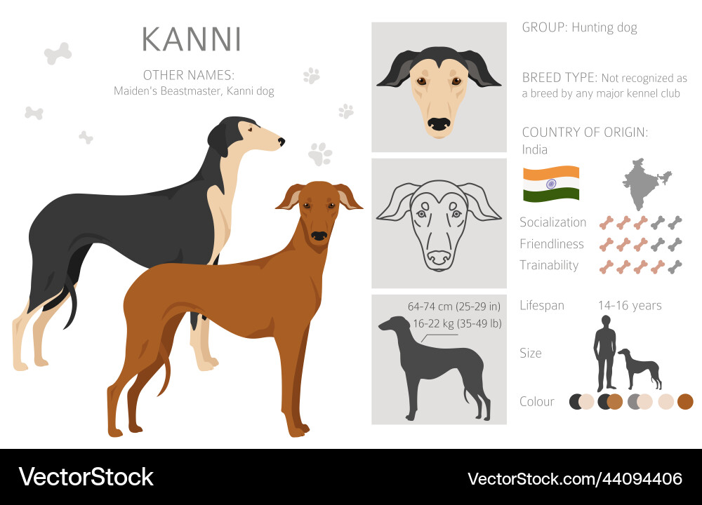 Indian kanni dog clipart different coat colors set Indian kanni dog clipart different coat colors set vector image