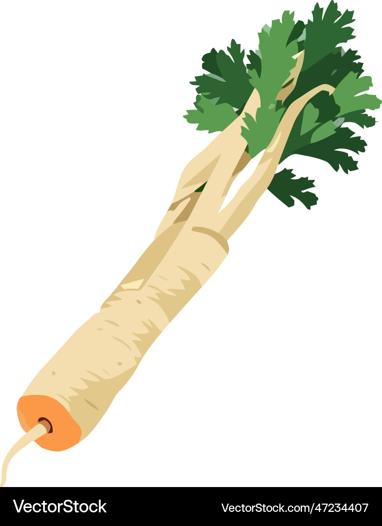 Fresh vegetables parsnip Vector Image