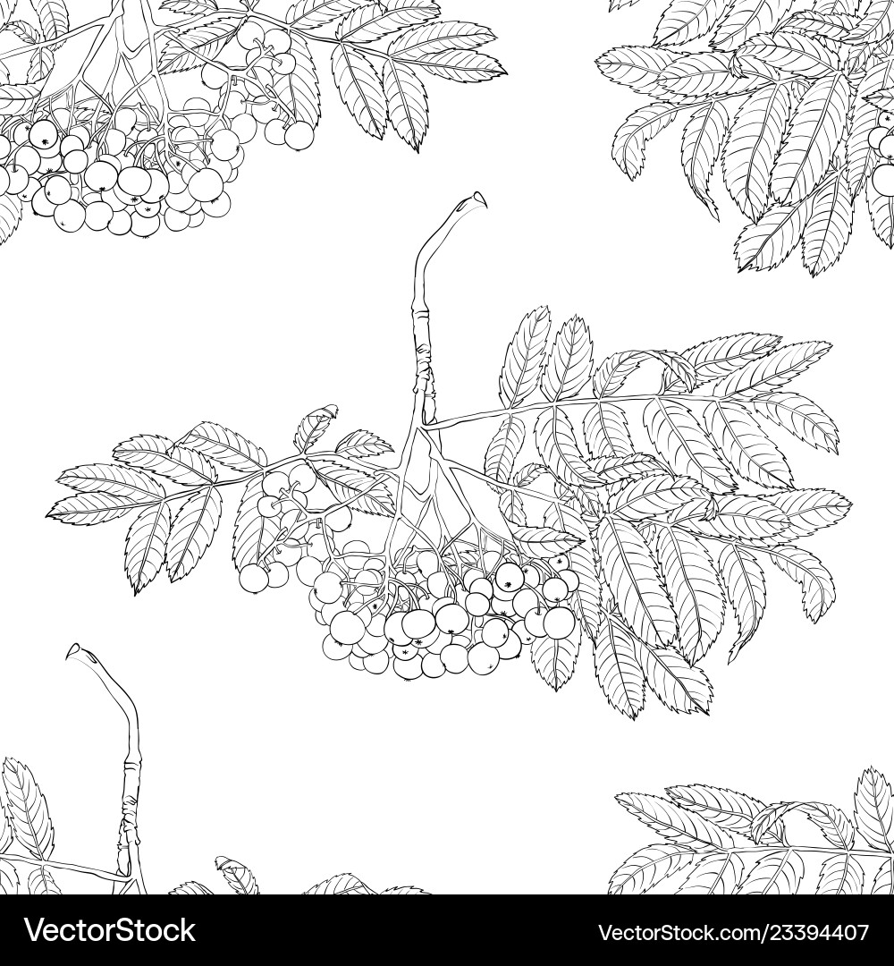 Hand drawn rowan tree seamless pattern isolated Hand drawn rowan tree seamless pattern isolated vector image