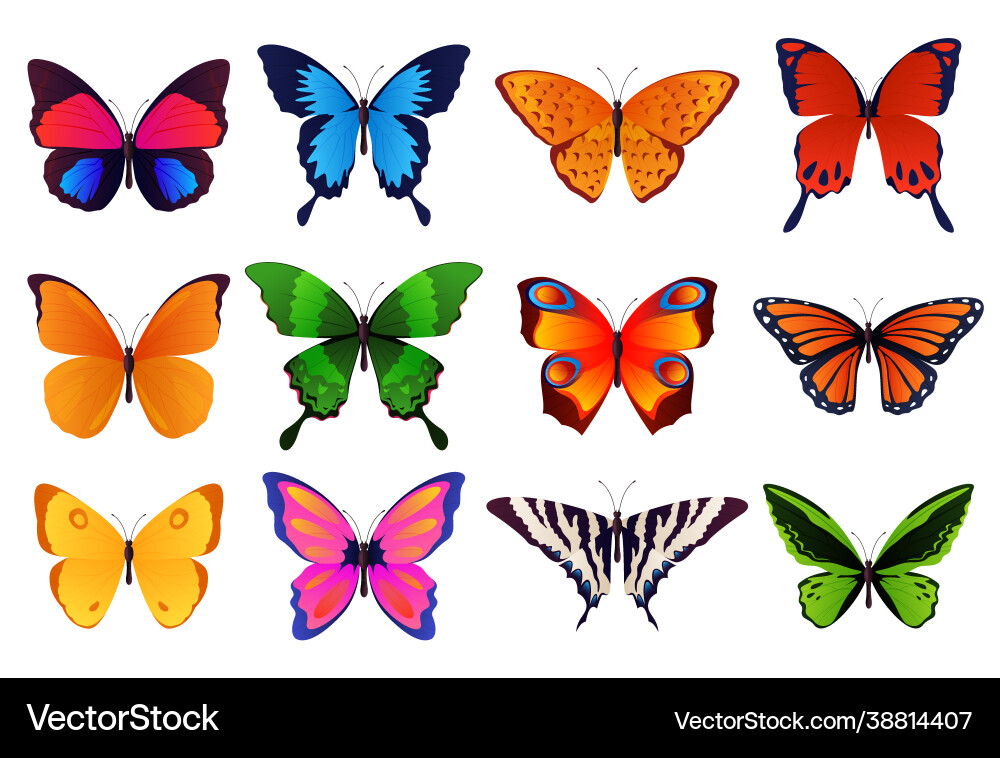 Set colored beautiful butterflies vector image