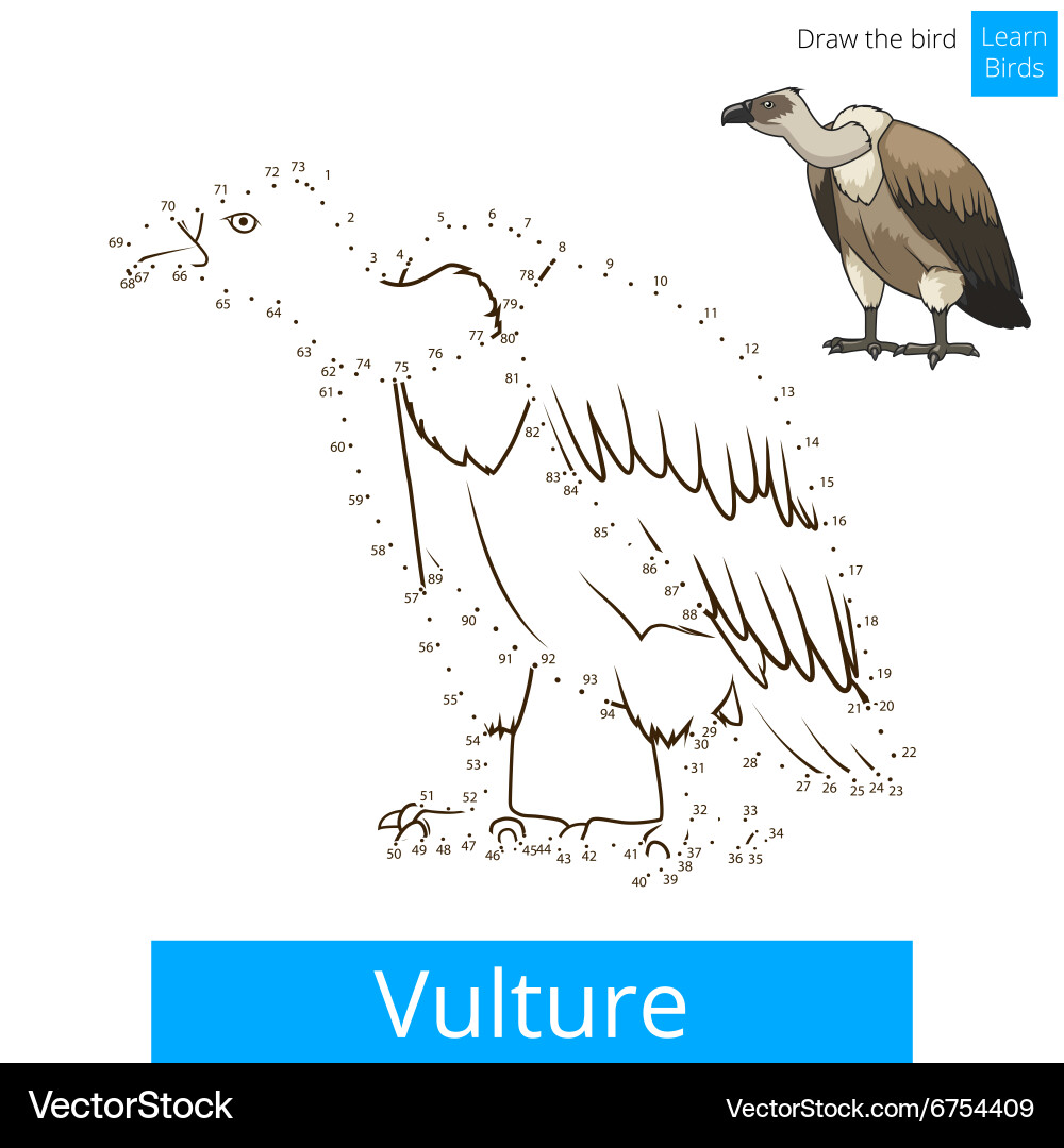 Vulture bird learn to draw Vector Image
