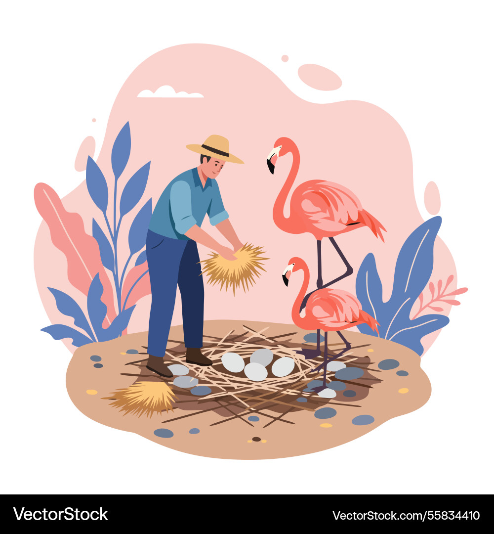 Man building nest for flamingos with straw Vector Image