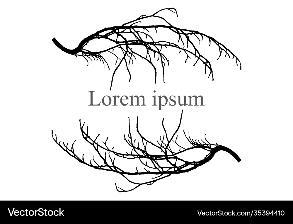 Silhouette branch tree frame for text lorem vector image