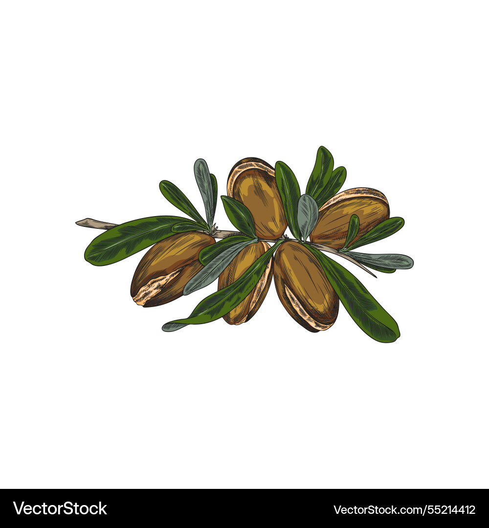 Argan tree branch with leaves and nuts sketch Argan tree branch with leaves and nuts sketch vector image