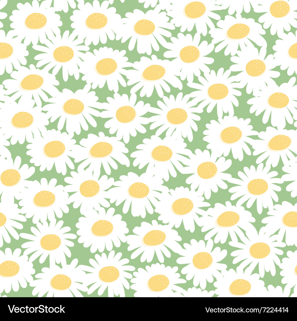 Chamomile Floral Seamless Pattern Vector Image