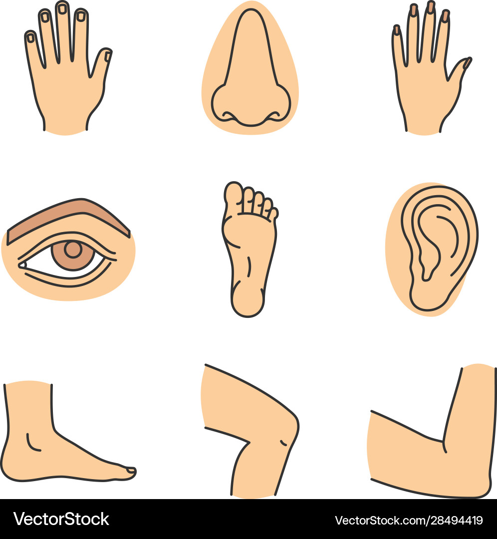 Human body parts color icons set Human body parts color icons set vector image