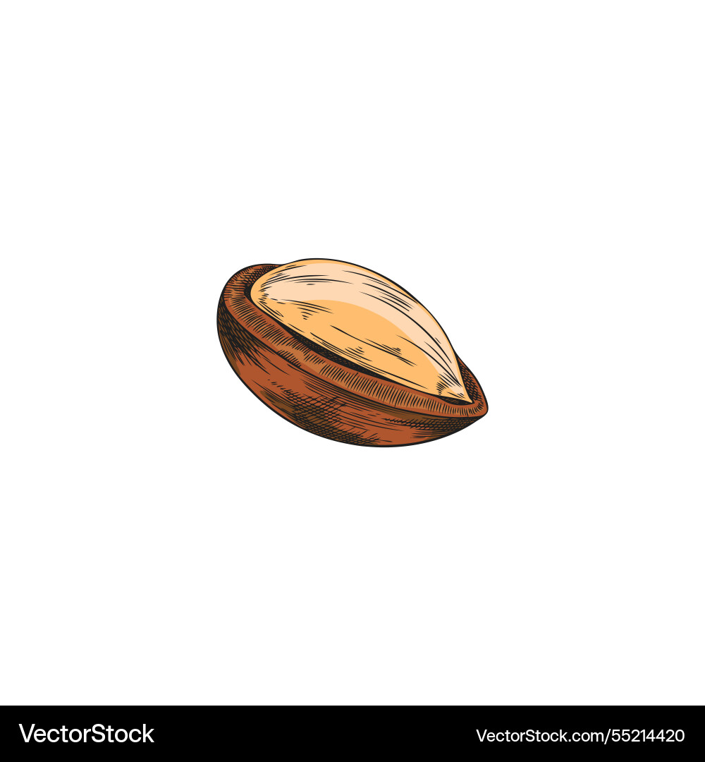 Argan tree nut with open shell sketch hand Argan tree nut with open shell sketch hand vector image