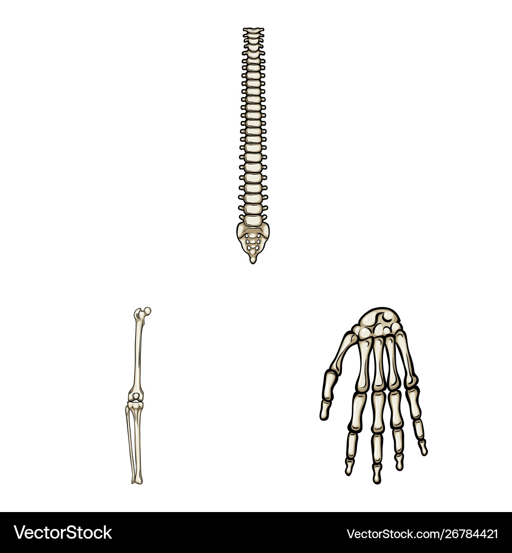 Design bone and skeleton symbol set Vector Image