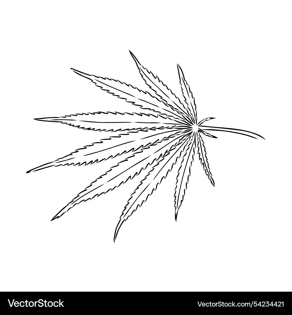 Marijuana plant line art drawing clipart cannabis Marijuana plant line art drawing clipart cannabis vector image
