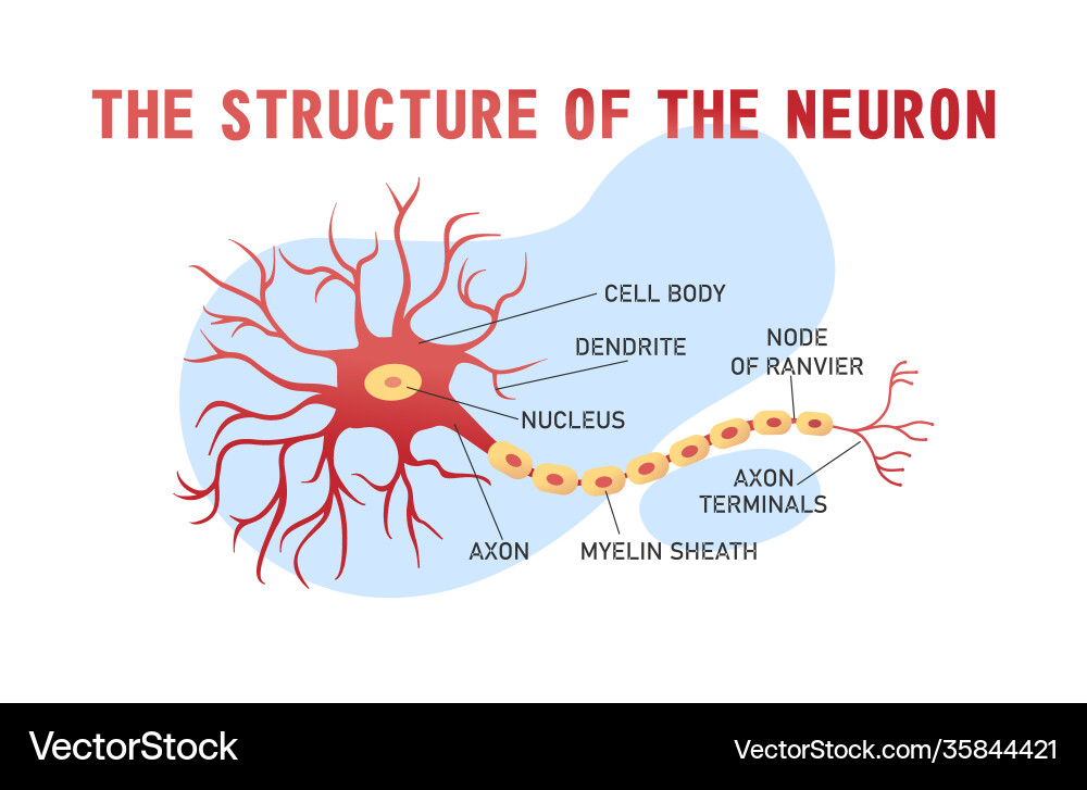 Structure brain neuron Structure brain neuron vector image