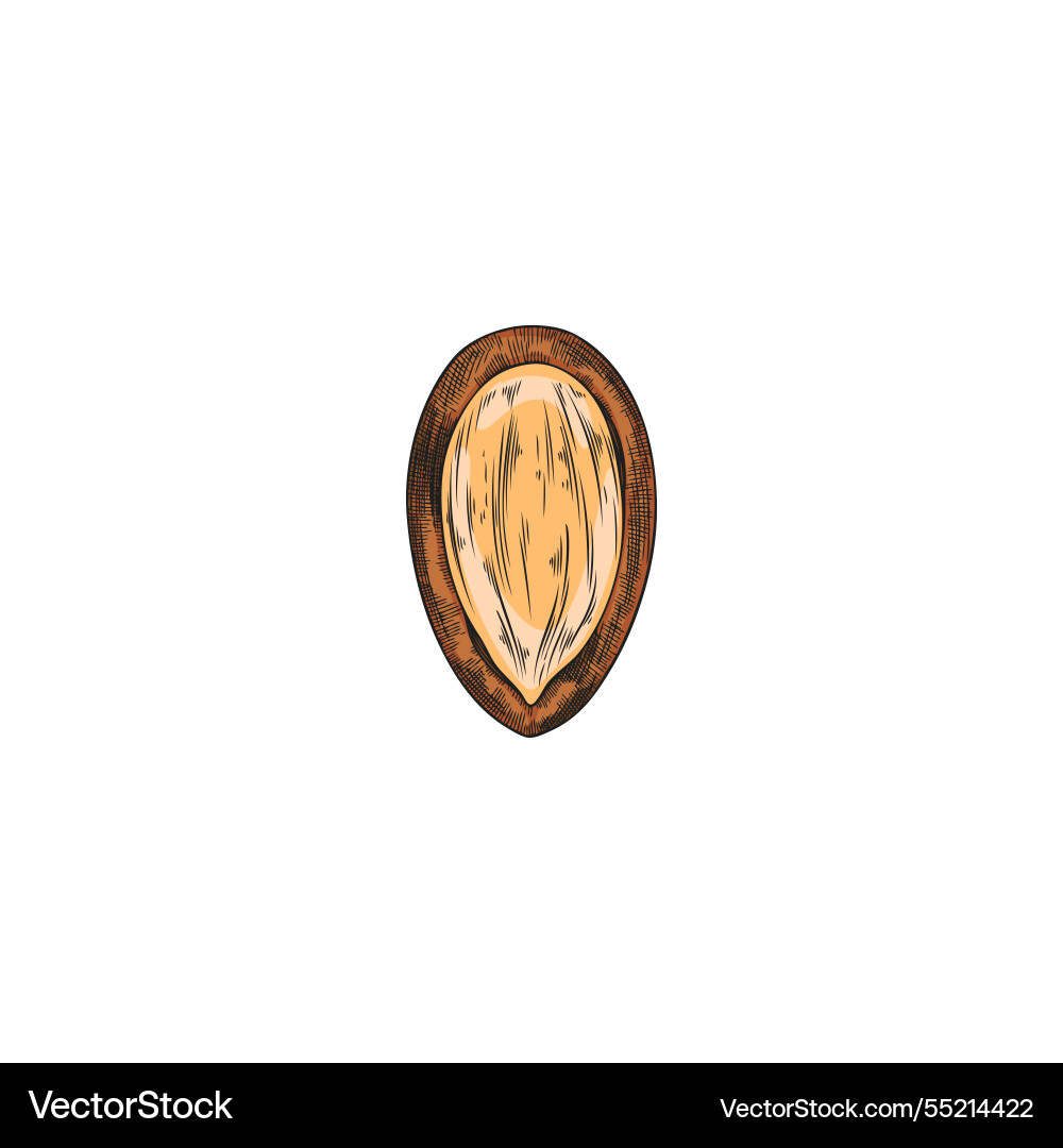 Argan tree nut with open shell sketch hand Argan tree nut with open shell sketch hand vector image