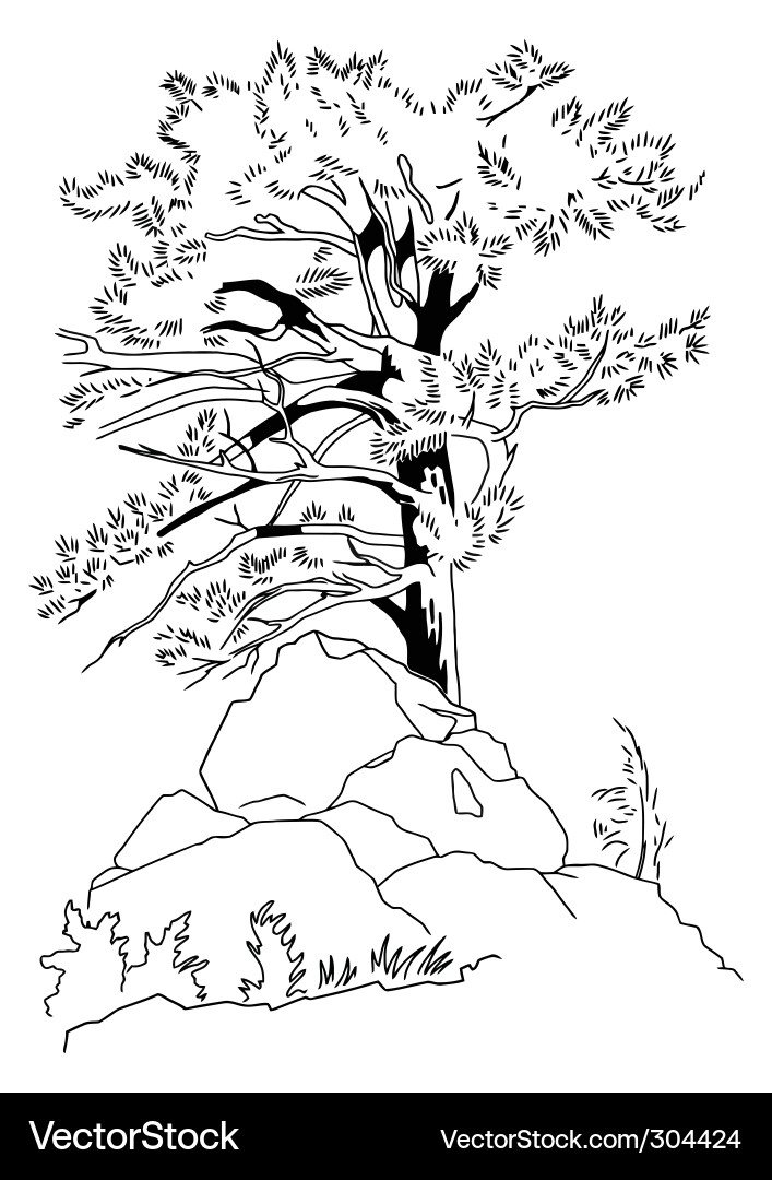 Coniferous Tree Sketch Vector Image