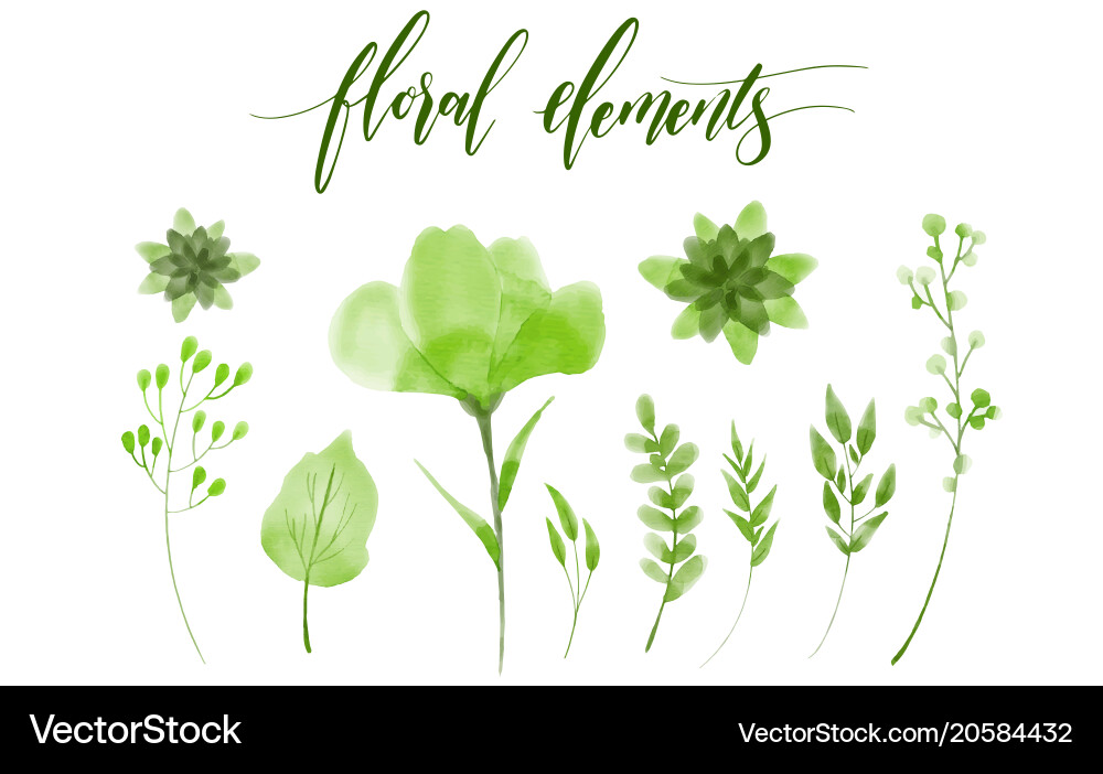 Floral Watercolor Botanical Elements Vector Image