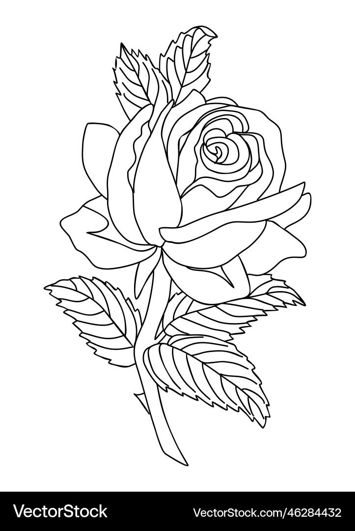 Rose june birth month flower line art Rose june birth month flower line art Vector Image