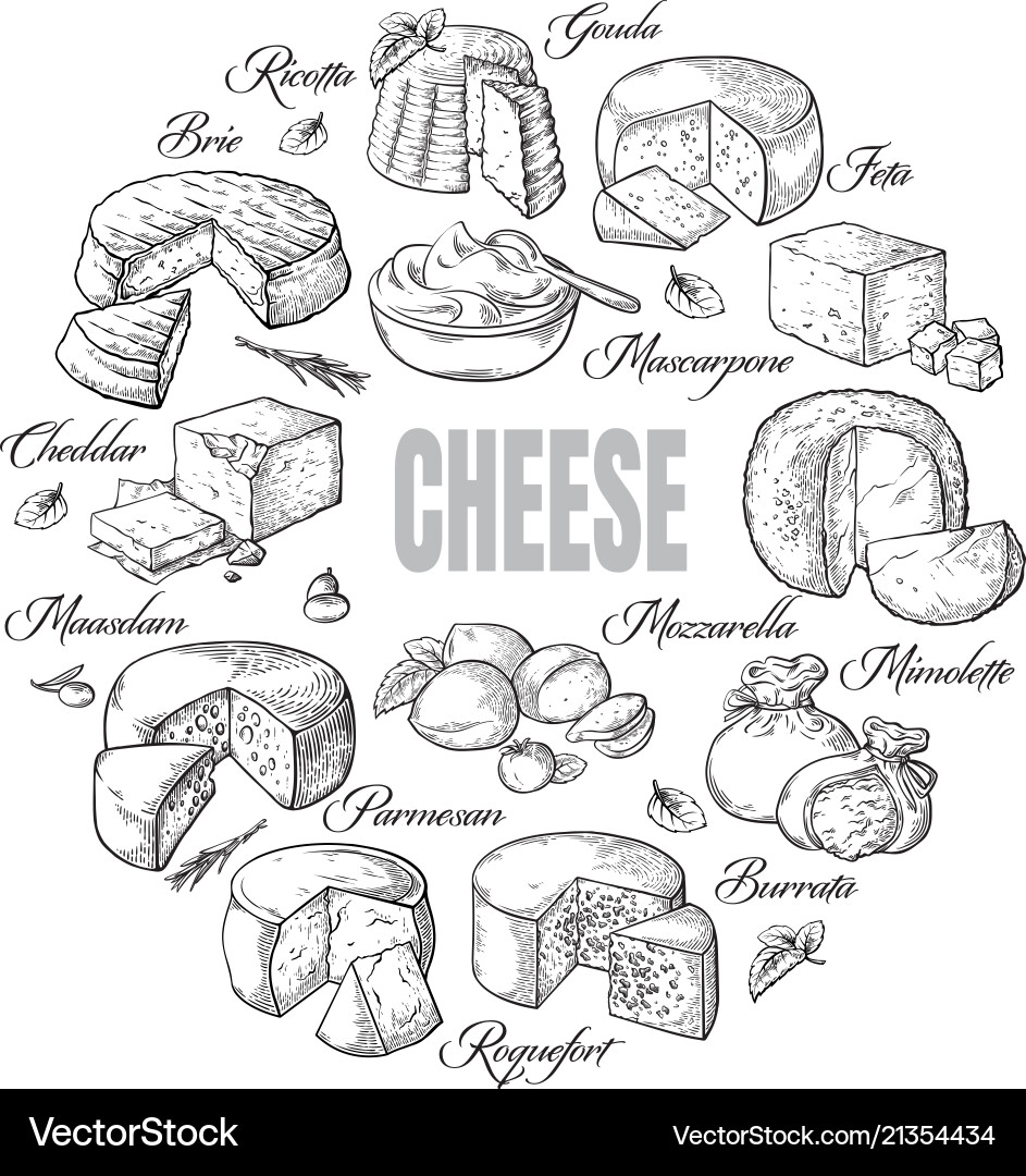 Circular Cheese Collection Top View vector image
